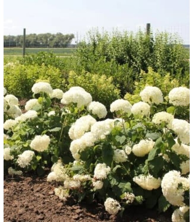 Hydrangea arborescens 'Annabelle' (Annabelle) 2gal [1]