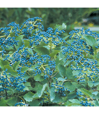Livingstone Viburnum dentatum 'Christom' (Blue Muffin™ Arrowwood) 2gal [1]