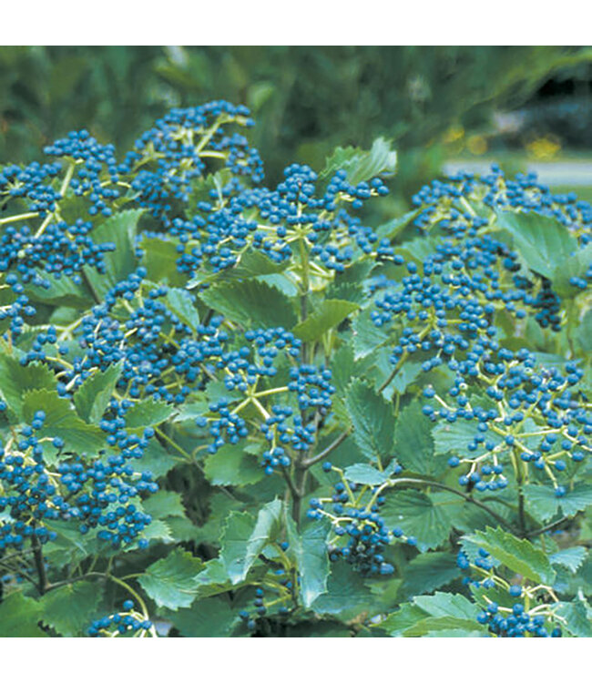 Viburnum dentatum 'Christom' (Blue Muffin™ Arrowwood) 2gal [1]