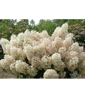 Livingstone Hydrangea paniculata 'ILVOBO' (Bobo® ) 2gal [1]