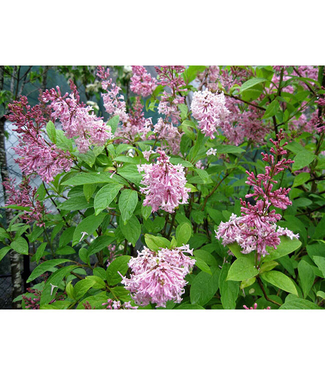 Syringa x prestoniae 'Charisma' (Lilac) 2gal [1]