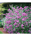 Syringa x 'SMSJBP7' (Dark Purple Bloomerang® Lilac) 2gal [1]