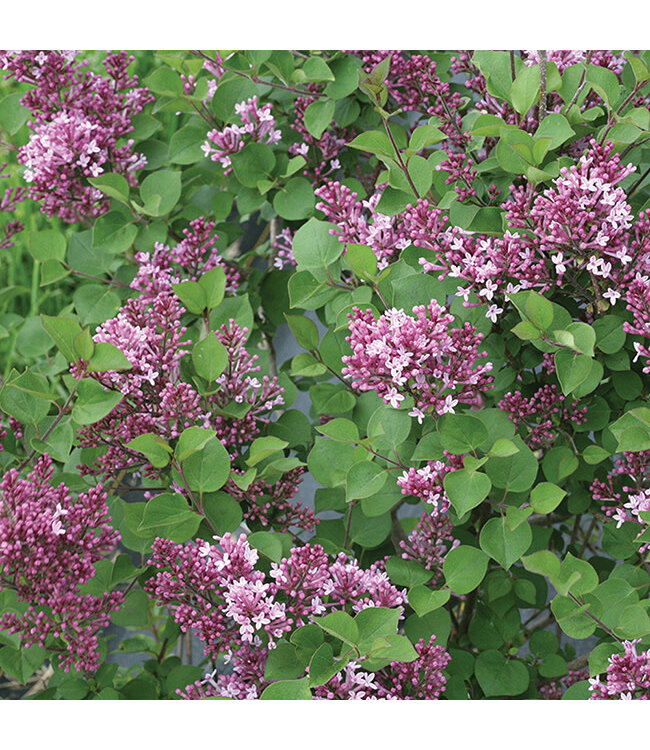 Syringa x 'SMSJBP7' (Dark Purple Bloomerang® Lilac) 2gal [1]