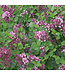 Syringa x 'SMSJBP7' (Dark Purple Bloomerang® Lilac) 2gal [1]