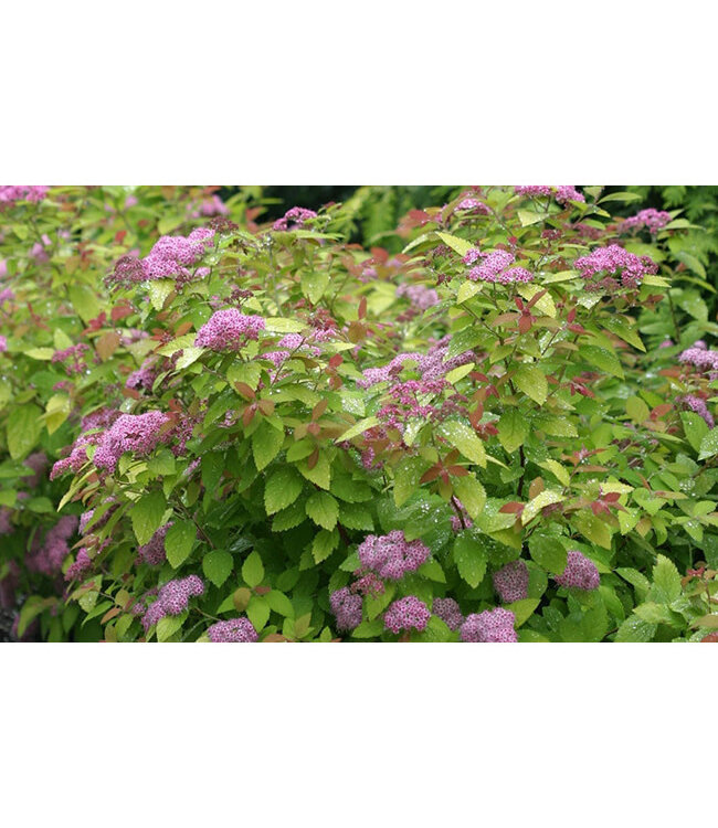 Spiraea japonica (Double Play Big Bang Spirea) 2gal [2]