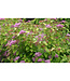 Spiraea japonica (Double Play Big Bang Spirea) 2gal [2]