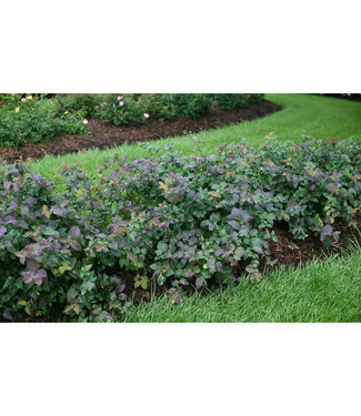 Livingstone Spiraea media 'SMSMBK' (Double Play® Blue Kazoo® Spirea) 2gal [1]
