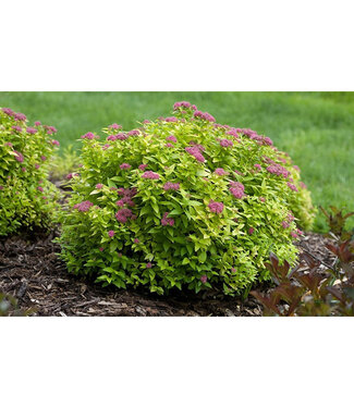 Livingstone Spiraea japonica 'Yan' (Double Play® Gold Spirea) 2gal [1]