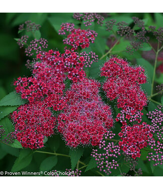 Livingstone Spiraea japonica 'SMNSJMFR' (Double Play® Red Spirea) 2gal [1]
