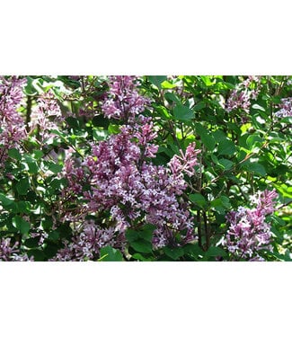 Livingstone Syringa meyeri 'Palibin' (Dwarf Korean Lilac) 2gal [1]