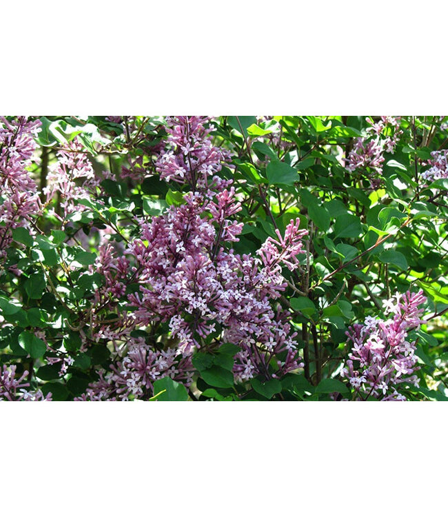 Syringa meyeri 'Palibin' (Dwarf Korean Lilac) 2gal [1]