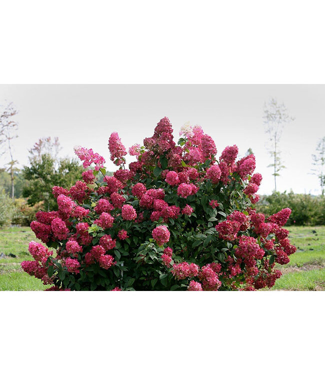 Hydrangea paniculata (Fire Light 2gal)[2]