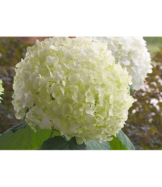 Livingstone Hydrangea arborescens 'Abetwo' (Incrediball® ) 2gal [1]