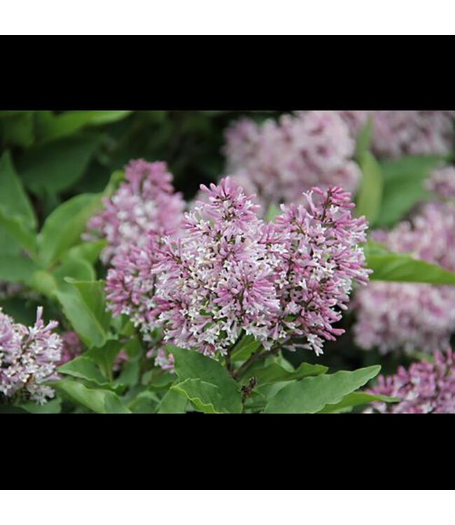 Syringa x 'Jeflady' (Little Lady™ Lilac) 2gal [1]