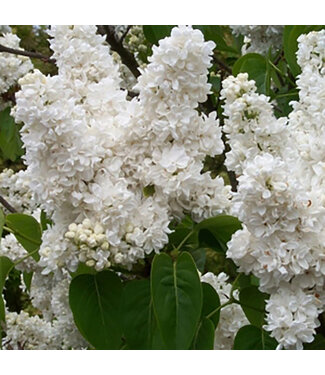 Livingstone Syringa vulgaris 'Madame Lemoine' (Lilac) 2gal [1]