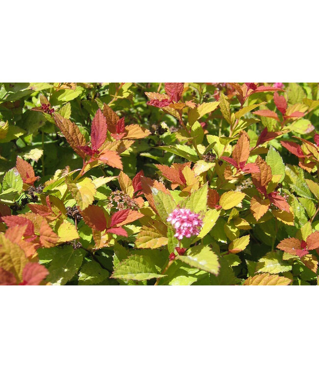 Spiraea japonica 'Walbuma' (Magic Carpet Spirea) 2gal [1]