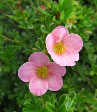 Livingstone Potentilla fruticosa 'Pink Beauty'  2gal [1]