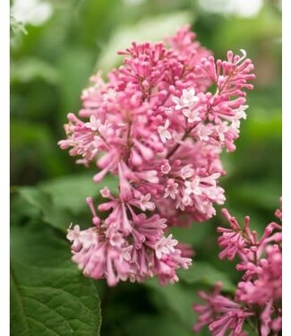 Livingstone Syringa x prestoniae 'Jeftinii' (Pinktini™ Lilac) 2gal [1]