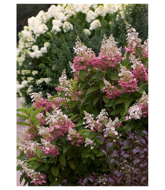 Hydrangea paniculata 'DVP Pinky' (Pinky Winky®) 5gal [1]