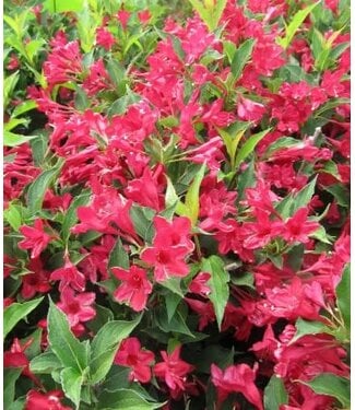 Livingstone Weigela florida 'Red Prince' (Weigela) 2gal [1]