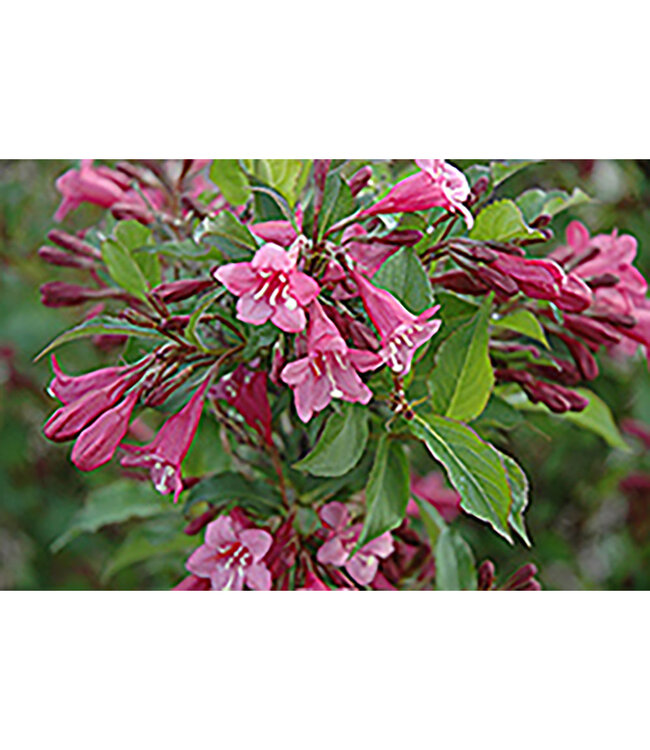 Weigela florida 'Rumba' (Weigela) 2gal [1]