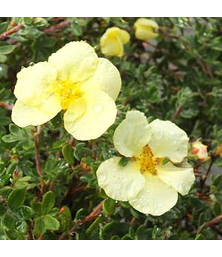 Livingstone Potentilla fruticosa 'Summer Dawn'  2gal [1]