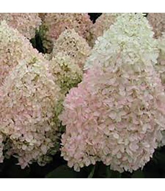 Livingstone Hydrangea paniculata 'Bokrathirteen' (Sweet Summer) 2gal [1]