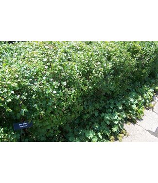 Livingstone Ribes alpinum 'Schmidt' (Alpine Currant) 2gal [1]
