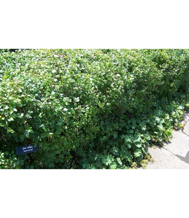Ribes alpinum 'Schmidt' (Alpine Currant) 2gal [1]