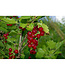 Ribes alpinum 'Schmidt' (Alpine Currant) 2gal [1]