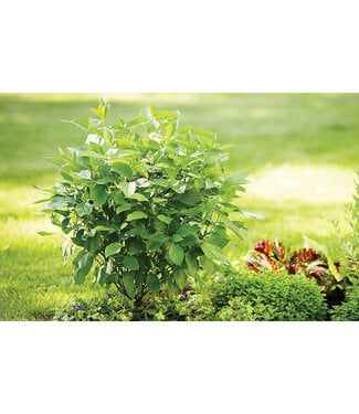 Livingstone Cornus stolonifera 'Farrow' (Arctic Fire® Red Red-Osier Dogwood) 2gal [1]