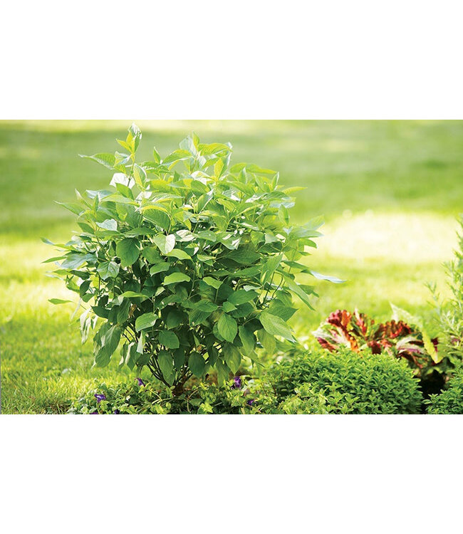 Cornus stolonifera 'Farrow' (Arctic Fire® Red Red-Osier Dogwood) 2gal [1]