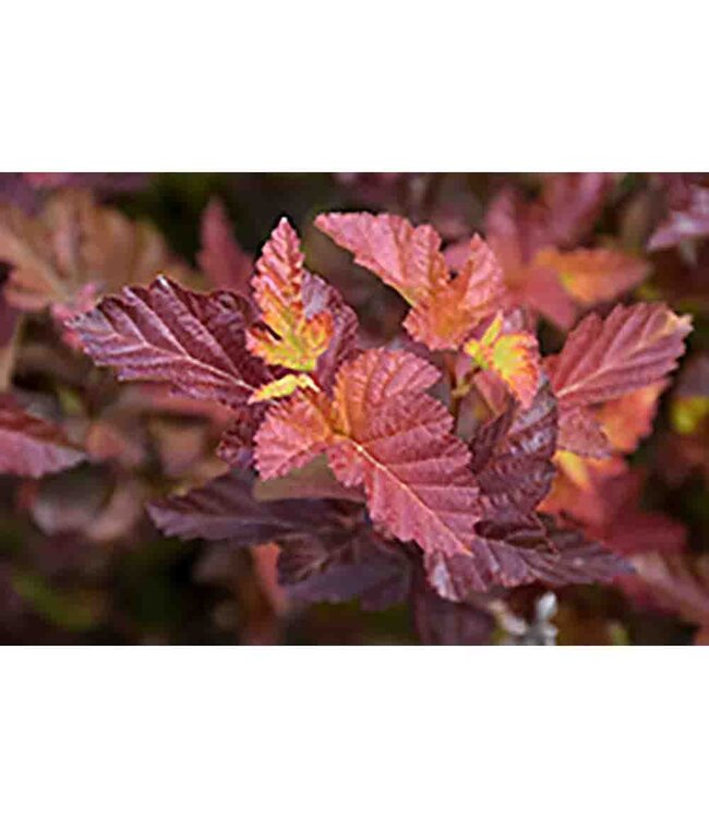 Physocarpus opulifolius 'Center Glow' (Ninebark) 2gal [1]
