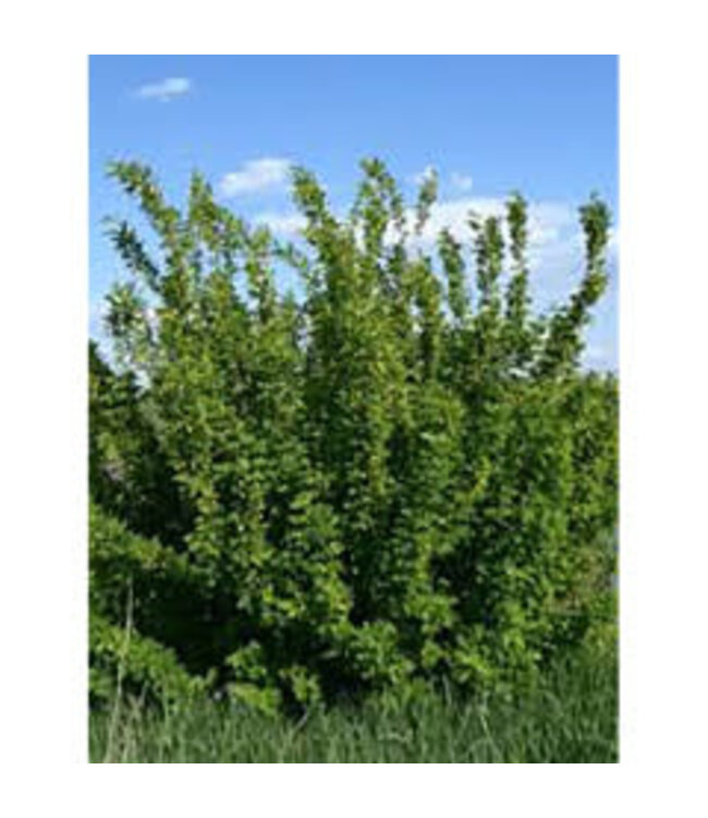 Common Caragana (Caragana arborescens 'Common')  #1 (1 Gallon) [10]