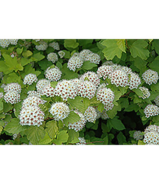 Livingstone Physocarpus opulifolius 'Dart's Gold' (Ninebark) 2gal [1]