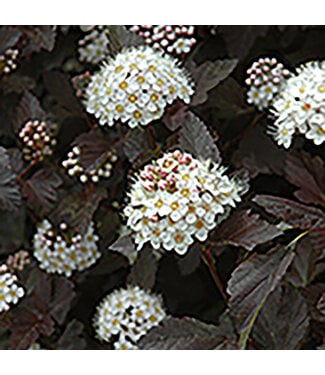 Livingstone Physocarpus opulifolius 'Monlo' (Diabolo® Ninebark) 2gal [1]