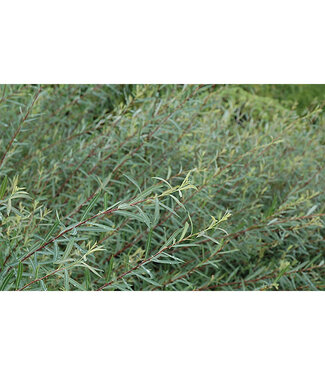 Livingstone Salix purpurea 'Nana' (Dwarf Blue Leaf Arctic Willow) 2gal [1]
