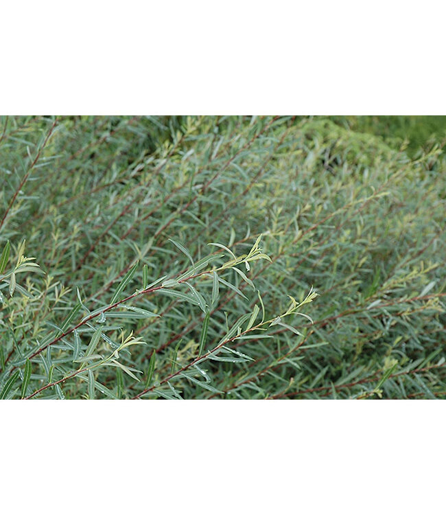 Salix purpurea 'Nana' (Dwarf Blue Leaf Arctic Willow) 2gal [1]