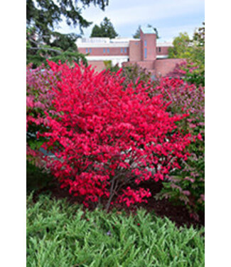 Livingstone Euonymus alatus 'Compactus' (Dwarf Winged Burning Bush) 2gal [1]