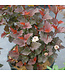 Physocarpus opulifolius 'SMNPOBLR' (Ginger Wine® Ninebark) 2gal [1]