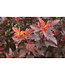 Physocarpus opulifolius 'SMNPOBLR' (Ginger Wine® Ninebark) 2gal [1]