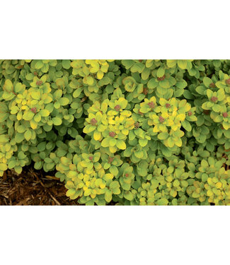 Livingstone Spiraea betulifolia 'Tor Gold' (Glow Girl® Birchleaf Spirea) 2gal [1]