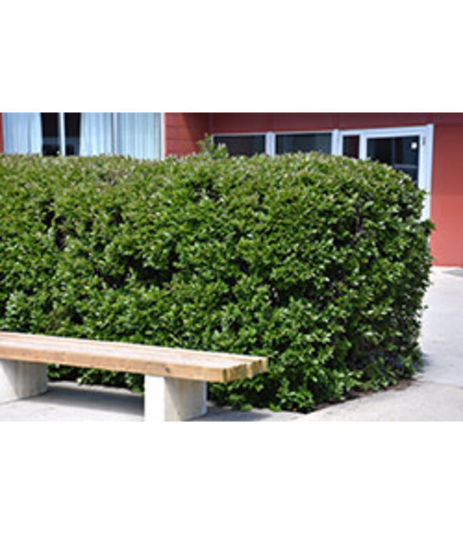 Cotoneaster lucidus (Hedge) 2gal [1]