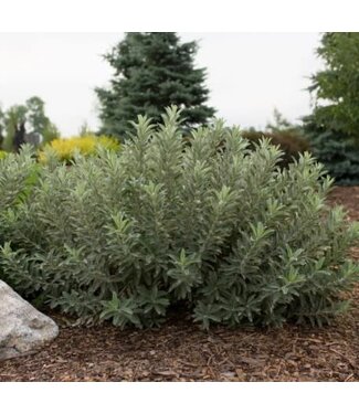 Livingstone Salix candida 'Jefberg' (Iceberg Alley® Willow) 2gal [1]