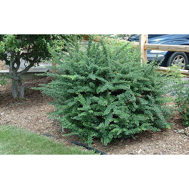 Livingstone Berberis thunbergii (Jade Carousel) 2gal [2