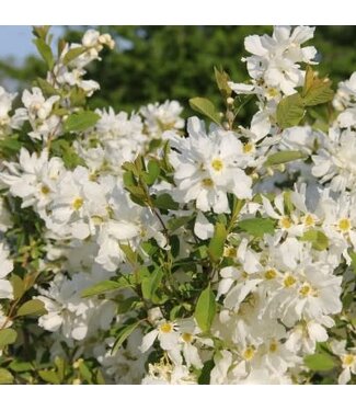 Livingstone Exochorda x macrantha 'Bailmoon' (Lotus Moon™ Pearlbush) 2gal [1]