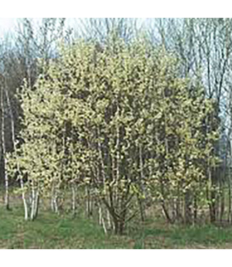Livingstone Salix discolor (Pussy Willow) 2gal [1]