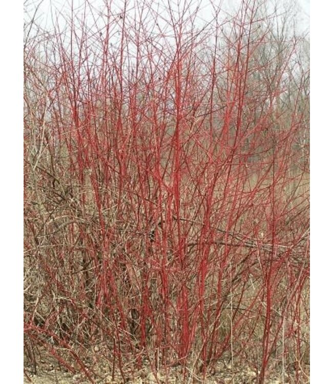 Cornus sericea (Redosier Dogwood) 2gal [1]