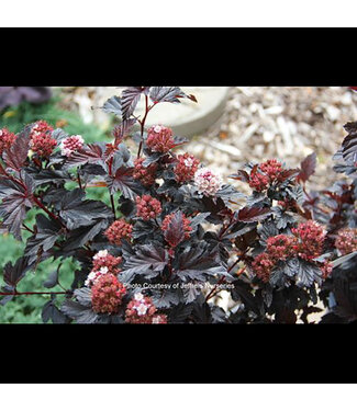 Livingstone Physocarpus opulifolius 'Jefroy' (Royal Jubilee® Ninebark) 2gal [1]