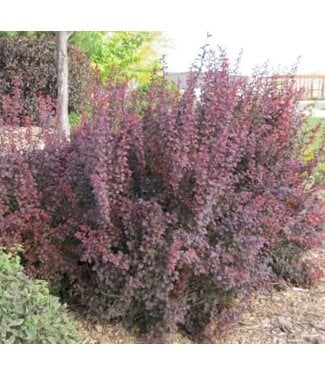 Livingstone Berberis thunbergii 'Bailone' (Ruby Carousel® Barberry) 2gal [1]